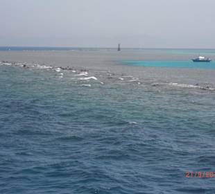 Riff "Dolphin-House"