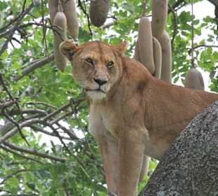 Lions on a tree