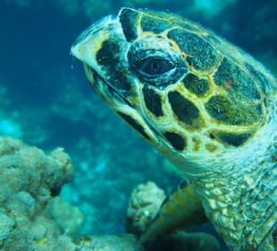 Schnorcheln Marsa Alam