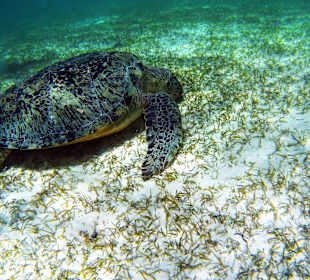 Schnorcheln Marsa Alam