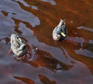 Enten im Moorwasser des Fichtelsees