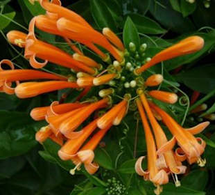 Blütenpracht auch im Dezember