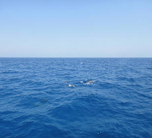 Delphinschwimmen mit Delfine & Meer Hurghada