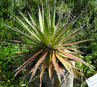 In den Kakteengärten von Trauttmansdorff