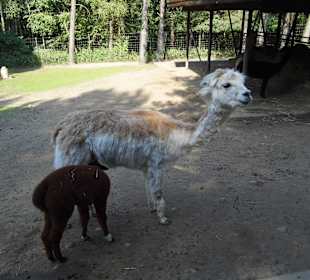 WildparkImpression September 2013