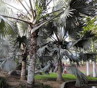 Parque Botánico de Maspalomas