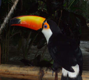 Tucan