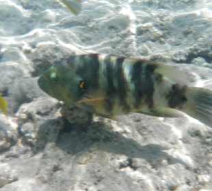 Besenschwanzlippfisch