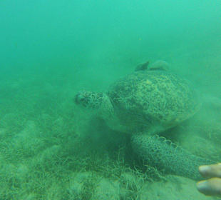 Wielki żłów w pobliżu pomostu