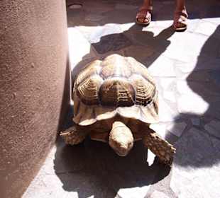 Blondi geht ihren Weg