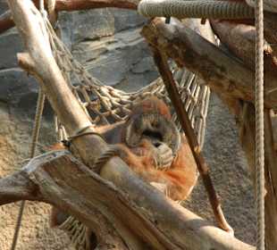 Orang-Utan