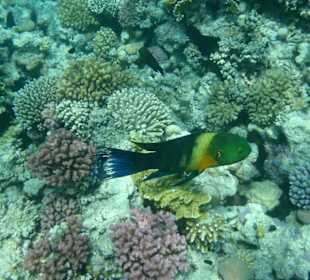 Hausriff am Makadi Palace / Makadi Spa Hotel