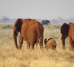 Tsavo West Nationalpark