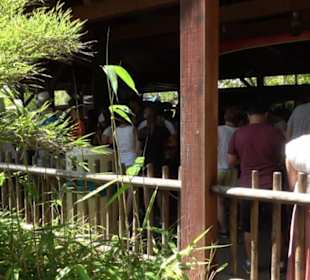 Land der Abenteuer - Dschungel X-pedition