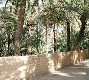 Al Ain Dattelfarm