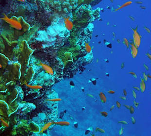 Wie im Aquarium