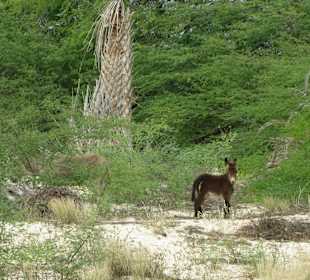 Esel in ehemaliger Plantage