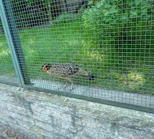 Blaubauch Tragopan Gehege