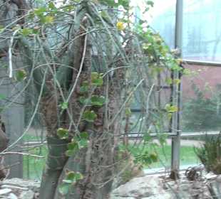 Tropicarium - Trockentropen