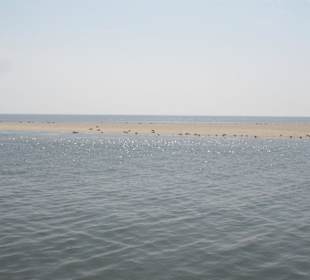 Seehunde auf der Seehundsbank vor Büsum