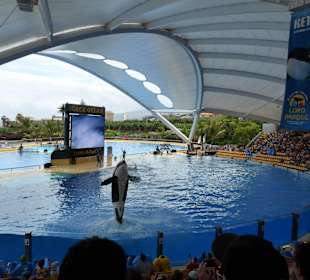 Orca Ocean Show