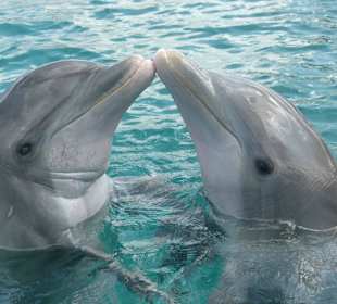 Delfine