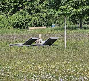 Blumenwiese/Ruhewiese