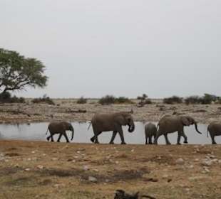 African Elephant