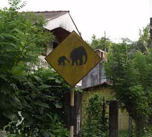 Vorsicht Elefanten überqueren die Straße