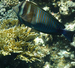 Bunter Fisch