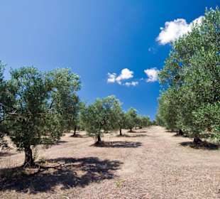 Hinterland (empfehlenswert)