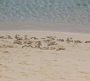 Delfinausflug mit Mo