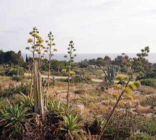 Kakteengarten am Skulpturenpark