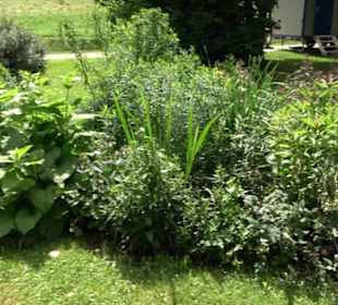 Blühendes Neresheim 2021