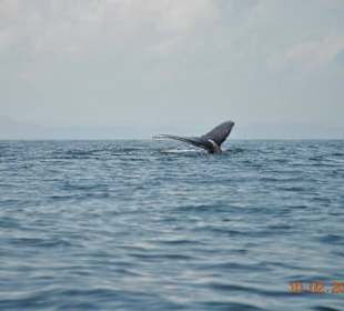 Wale, in Natur, sehenswert im Februar