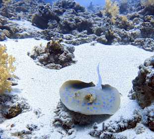 Tauchen Sharm el Sheikh