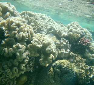 Traumhaft schöne Leberkorallen