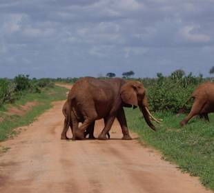 Elefanten kreuzen die Fahrbahn