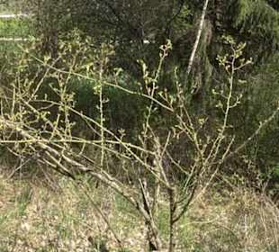 Strauchlehrpfad