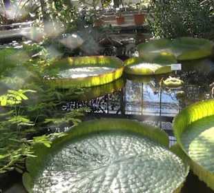 Botanischer Garten