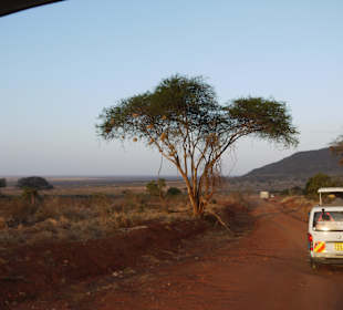 Lady M Safari