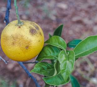 Wandern Georgioupolis