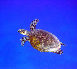 Hausriff Tulip Resort