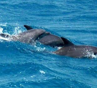 Delfine am Spielen 