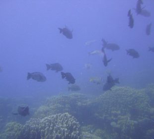 Tauchgebiet Poseidon Garden