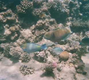 Drei Papageienfische und in der Mitte ein Weißbauch Riffbars