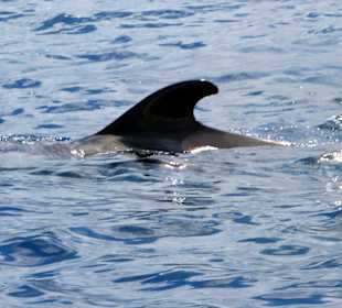 Ausflüge zu Delfinen und Walen