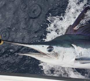 White Marlin, we release all billfish