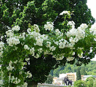 Rosengarten