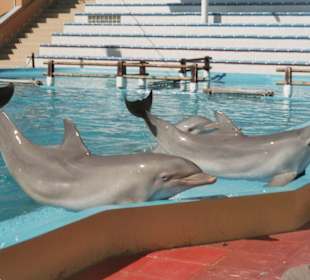 Delphine zum anfassen nah!